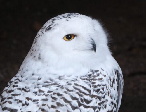 45. nädal – Isadepäeva eel kutsume taas loomaaeda kakke imetlema