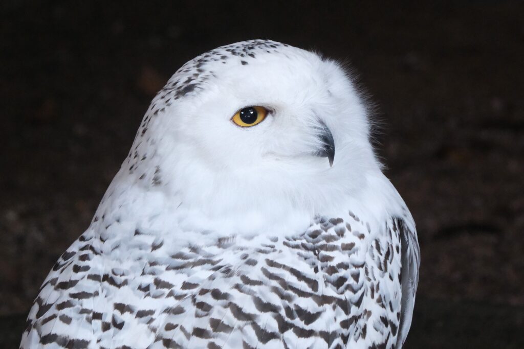 lumekaku-silm_foto-Inari-Leiman-1024×683
