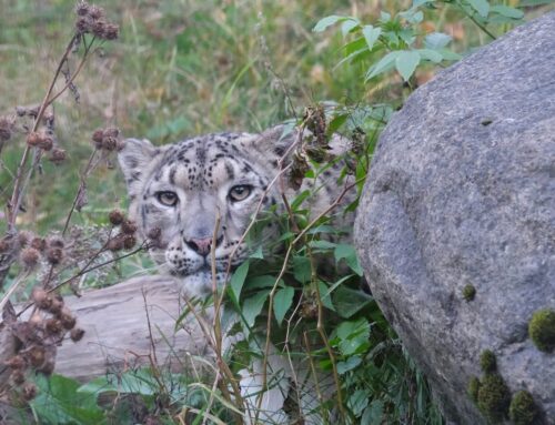 43. nädal – Sügise meeleolukas tippsündmus loomaaias – kõrvitsapidu koos lumeleopardipäevaga!