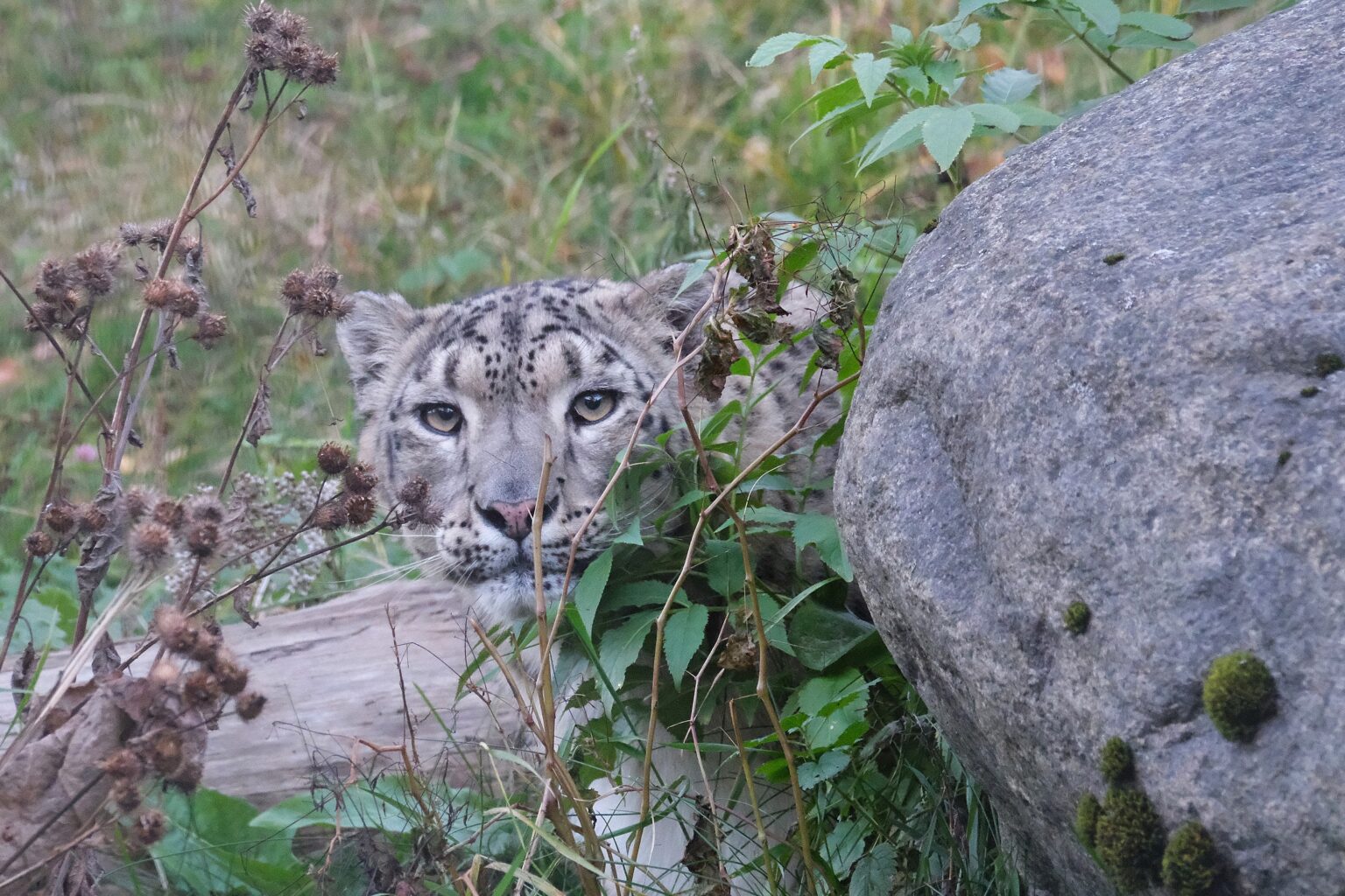 lumeleopard-Makalu-luurab_foto-Inari-Leiman-1536×1024