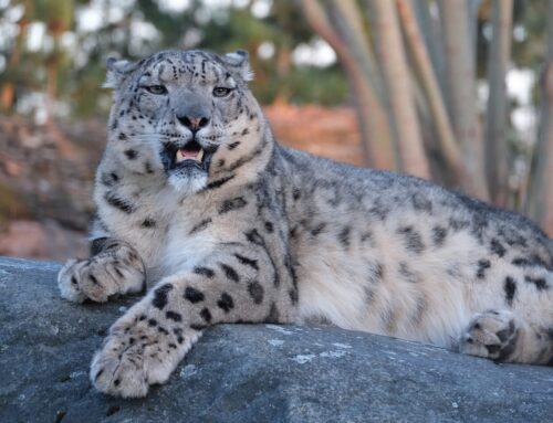 14. nädal – Kevad kutsub mängule, paneb silmad särama ja kingib vitamiine