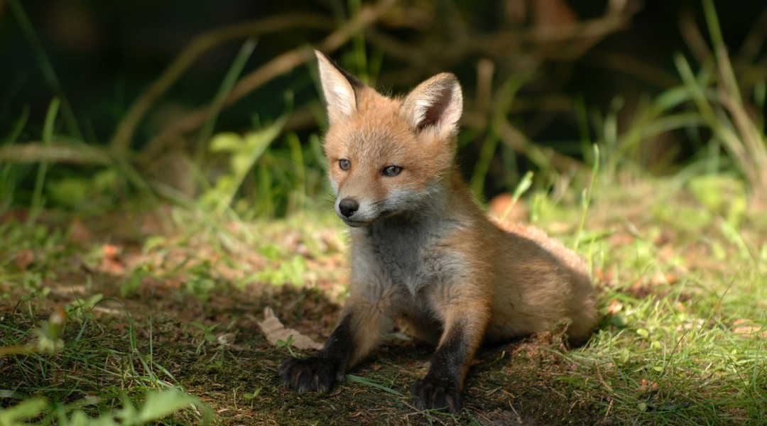 mammals-3218028_1280