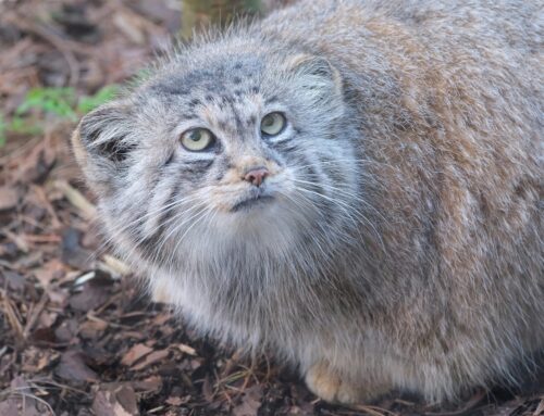 15. nädal – Koolivaheajanädal on salapäraste ja graatsiliste kaslaste päralt