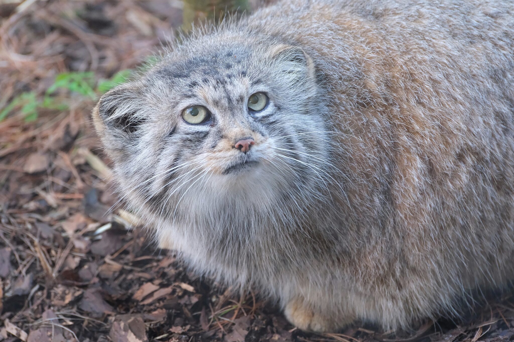 manul-Altani-portree_foto-Inari-Leiman-2048×1365