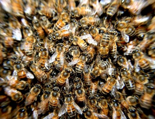 Põllumajandus- ja Toiduamet: Viljandimaal hukkunud mesilaste mürgistusallikas jäi selgusetuks