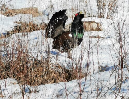 EJS tegi ettepanekuid muudetavasse looduskaitseseadusesse
