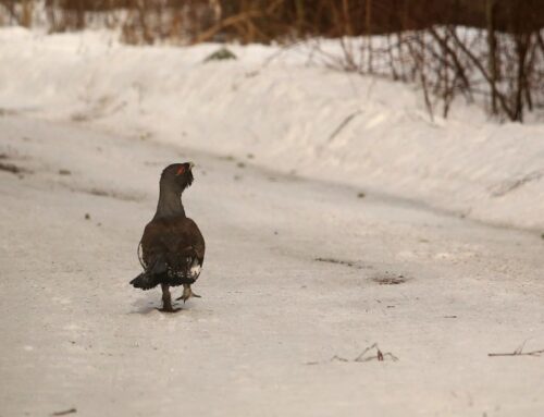 Kikepera looduskaitsetööd saavad jätkuda