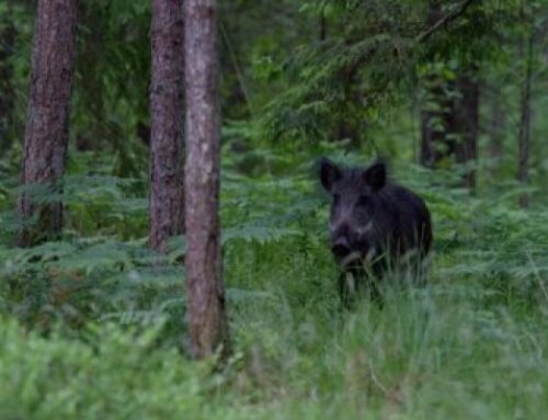 Regionaal- ja Põllumajandusministeerium jätkab metssealihakonservide hankimisega