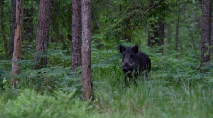 metssiga-01-tarmo-sammal_45_0