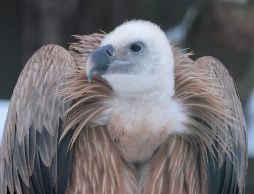 2. nädal – Lumine talv toob rõõmu loomaaia kõigile asukaile