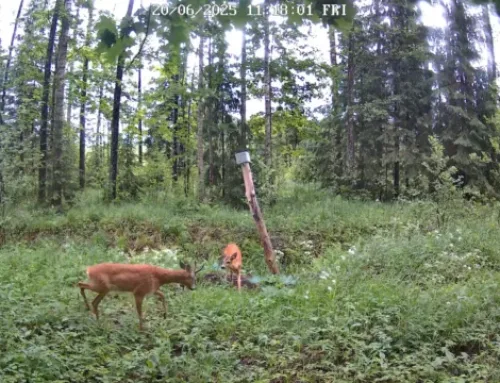 VIDEO ⟩ Pärnumaal märgati mänguhoos metskitsi