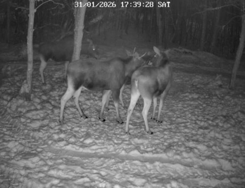 Peipsi ääres jäi kaamerasse korraga neli põtra