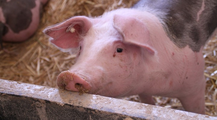 pig-4502063_1920