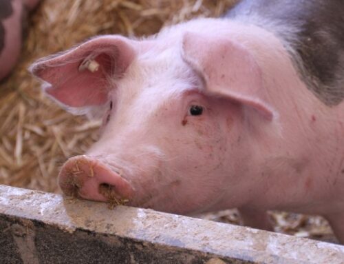 Sigade Aafrika katku levimise ennetamisel on oluline teada kõikidest seapidamiskohtadest