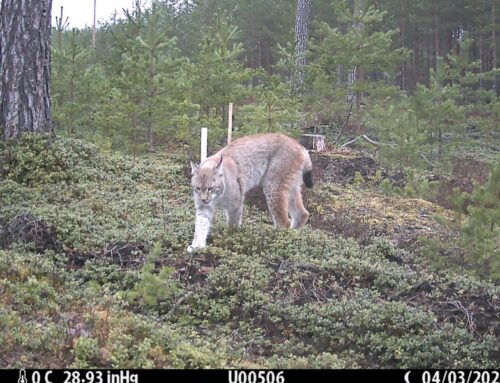 Elupaikade ja liikide seisundi hinnang: pilt on täpsem, kuid väljakutsed püsivad