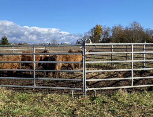 PTA: Kiili valla veiste juhtumis tuvastati nälginud ja hukkunud loomad