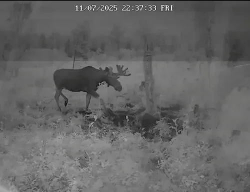 VIDEO ⟩ Järvamaal jäi põder äikesetormi kätte