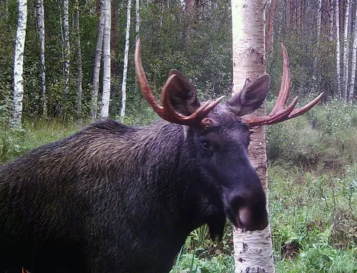 Vahekokkuvõtte põdra küttimisest