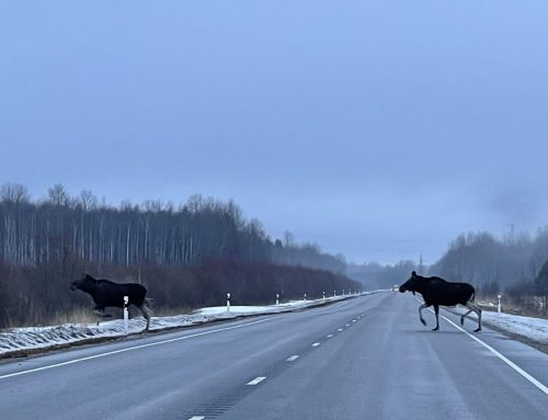 Doktoritöö: ulukipääsud aitavad vähendada liiklusõnnetusi ja taastada loomade liikumisteid