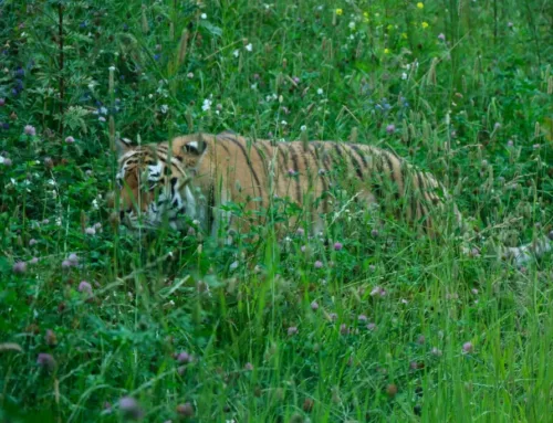 30. nädal – Randevuule amuuri tiiger Danutaga