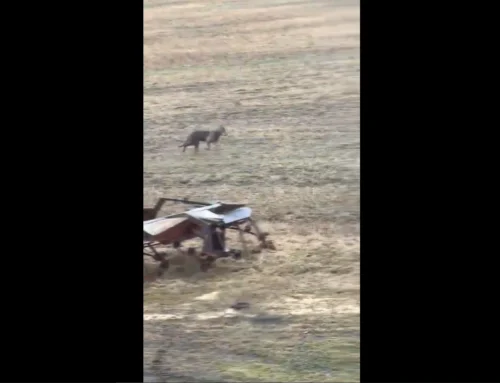 VIDEO: Raplamaal märgati elumaja lähedal üksikut hunti