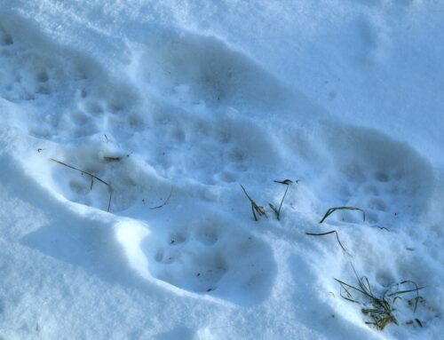 1.nädal – Lumi tuli maha ja valgeks läks maa, nüüd käpajälgi kõikjal näha saab