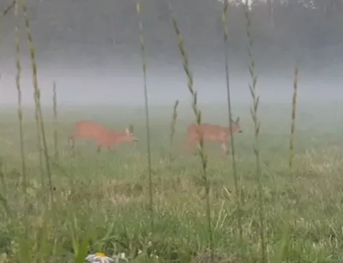 VIDEO ⟩ Metskitsedel on käimas jooksuaja kõrgaeg