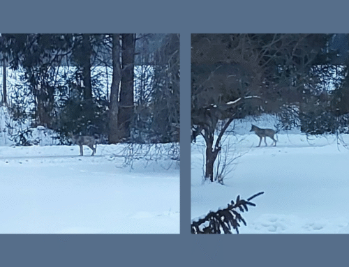 Tartumaal käivad hundid linna lähedal kerget saaki otsimas