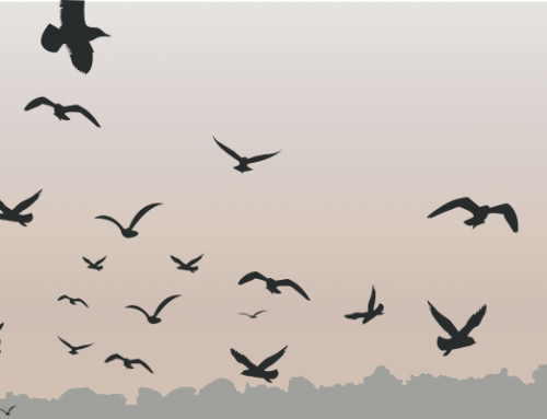 Lindude gripp levib Euroopas jõudsalt