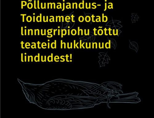 Linnugripiohu tõttu oodatakse teateid hukkunud lindudest