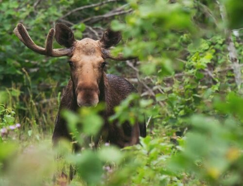 Keskkonnaagentuur avaldas värske raporti, milles antakse ülevaade ulukiasurkondade seisundist ja küttimissoovitusedjätkusuutlikkust