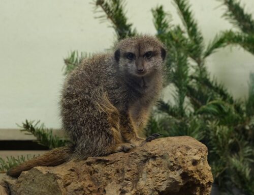 04. nädal – Jäädvusta paberile mõni vahva loomaaiaasukas!