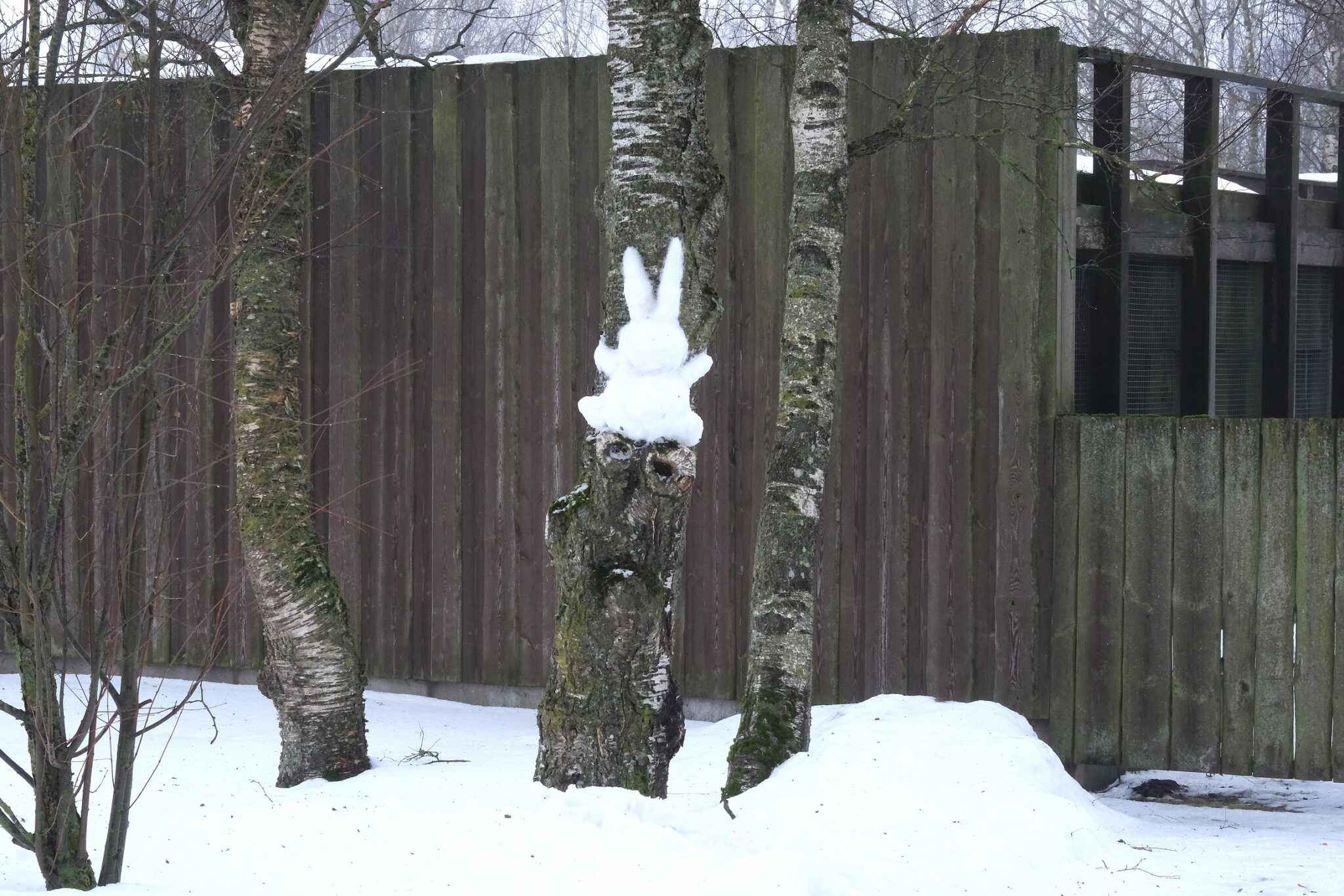 uks-jankuke-puu-otsas_foto-Inari-Leiman-2048×1365