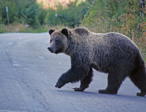 Karu surnukeha põhjustas maanteel veel mitu avariid