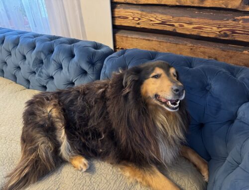 Hunt ründas koduhoovis pere lemmikut