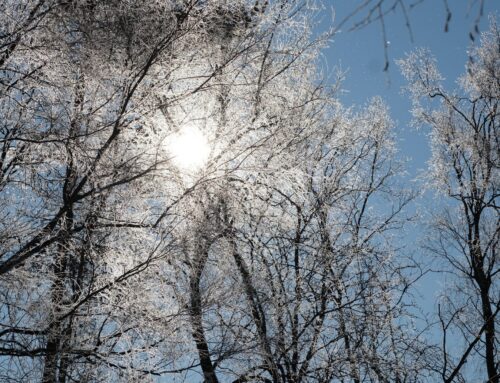 6. nädal – Veebruaripäikese lummuses