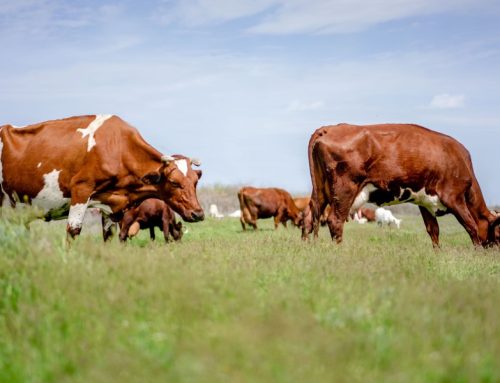 Pärnumaa farmis tuvastati veiste respiratoor-süntsütiaalviirus nakkus