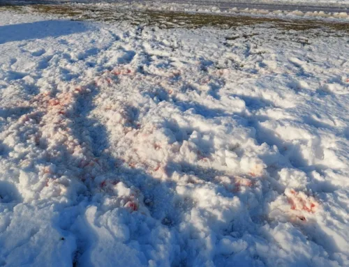 Järjekordne koer kaotas hundile elu