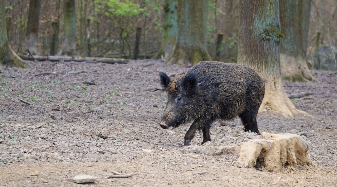 wild-boar-2248412_1920