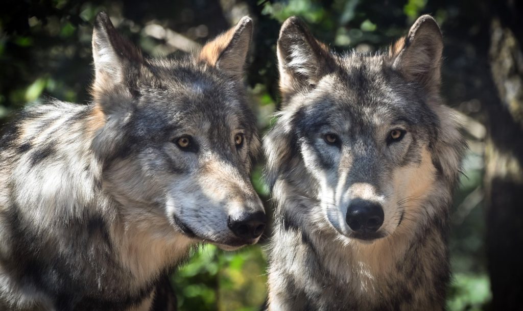 wolf-2984865_1280-1024×610 (1)